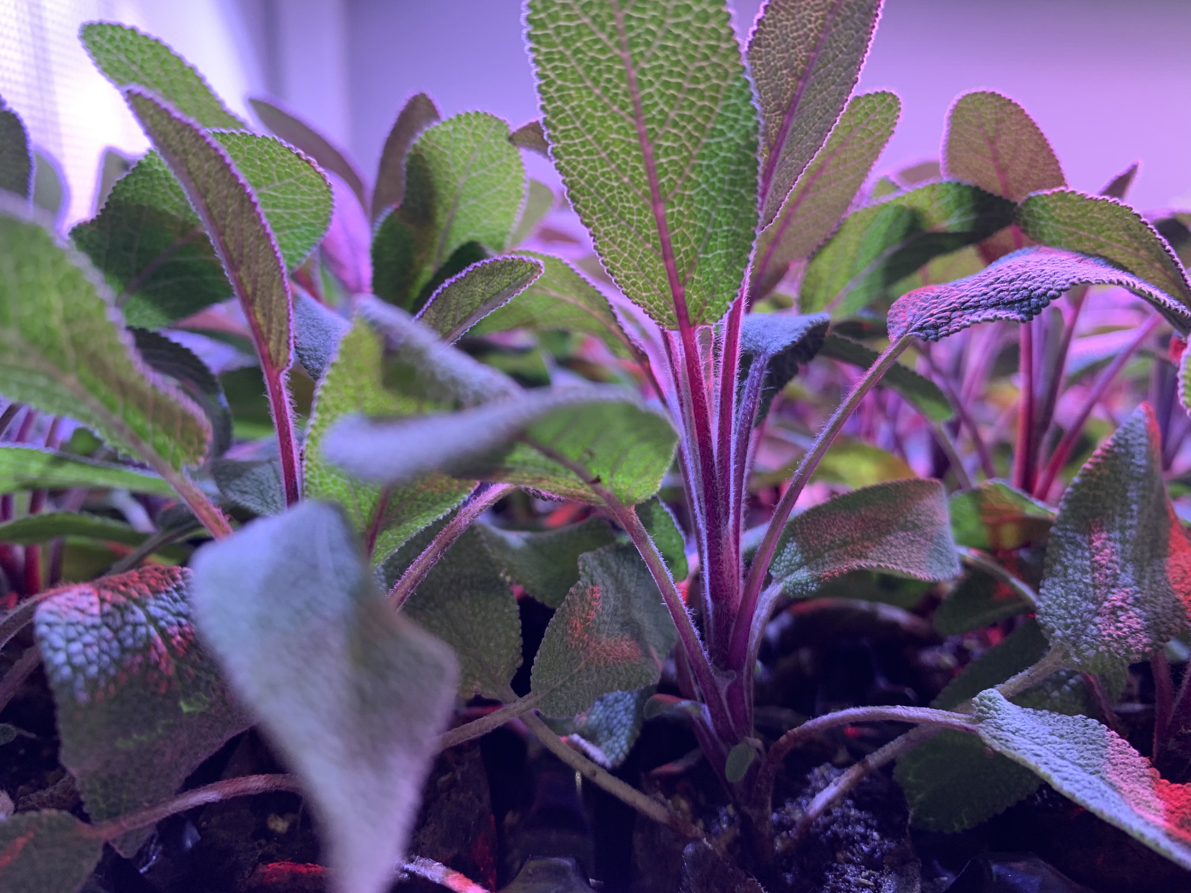 Kann man auf einem dänischen Karren anbauen?